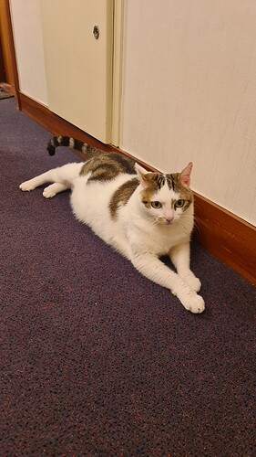 Chat trouvé